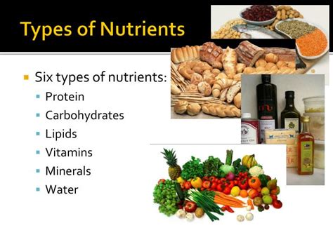 6 Types Of Nutrients