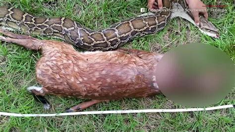 photos of burmese python swallowing 35 pound deer released by officials