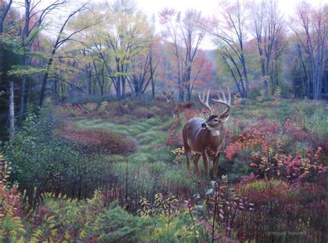Whitetail Deer Hunting Wallpaper
