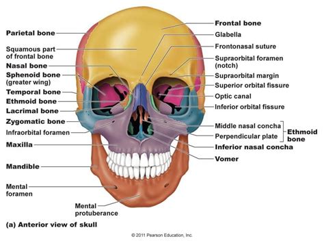 The remainder of the skull is the braincase. Image result for lacrimal bone | Skull anatomy, Human ...