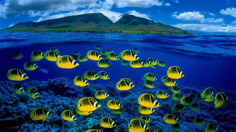 Free Download Bing Images Comp Butterfly Fish Composite