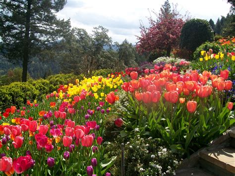 Tulip Garden At Ananda Village In Nevada City California