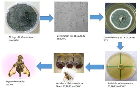 Insects Free Full Text Performance Of Three Isolates Of Metarhizium Anisopliae And Their