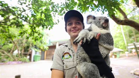 Brisbane Sights And Lone Pine Koala Sanctuary Brisbane Australia