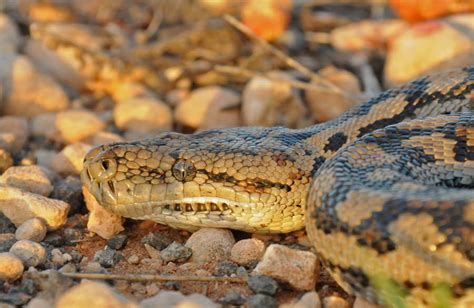 Reptiles Of Australian Outback