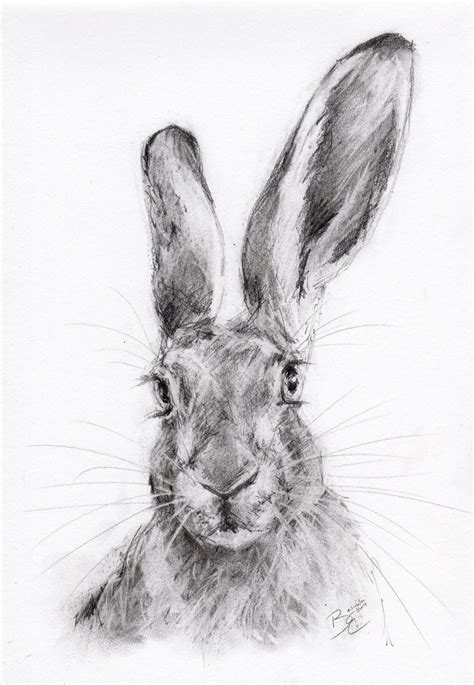 Hare Drawing In Charcoal Art And Collectibles Mixed Media And Collage Paper