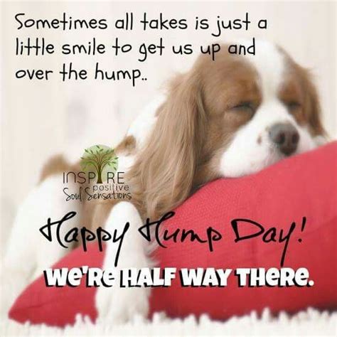 Funny Wednesday Hump Day Quotes Shortquotes Cc
