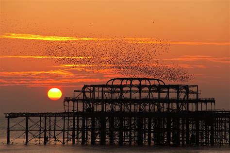 Flock Of Starlings Over The West Pier In Brighton At Sunset Photograph