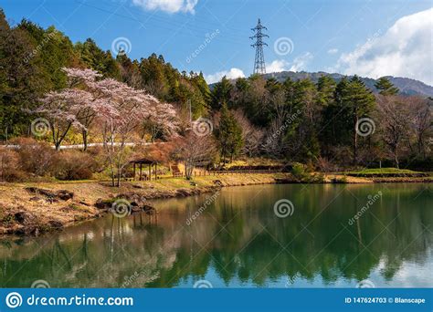 Sakura Or Cherry Blossom Near Pond Kiso Valley Stock Image Image Of