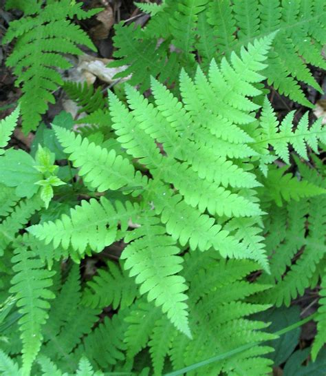 Using Georgia Native Plants Ferns That Work For You