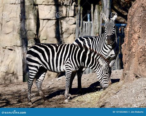 A Pair Of Plains Zebra Stock Image Image Of Fall Standing 131553465