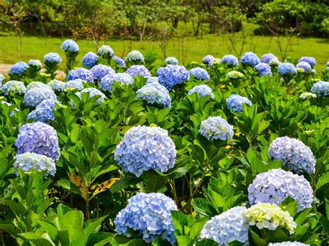 Garden shrubs provide a focal point in your landscape and add a punch of colour, texture and style. Pin on Flowering shrubs