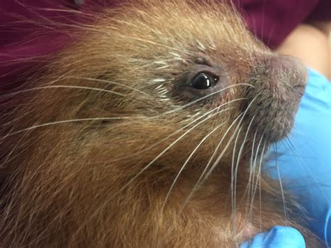 First Prehensile Tailed Porcupine Birth For Zoo Zooborns