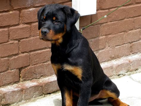 Filerottweiler Dog 1