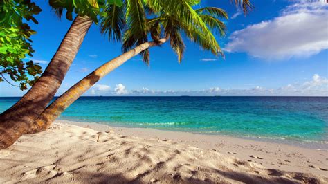 Beach Tropical Turquoise Ocean Sea Horizon Palm Tree Earth