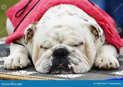 Spoiled Pampered Sleeping Sleepy English British Bulldog Pet Dog Stock