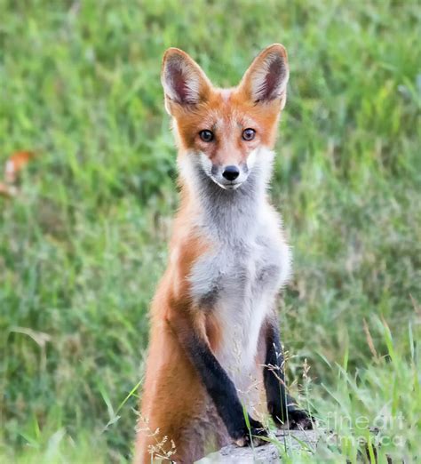 American Red Fox Looking At You Photograph By Ricky L Jones