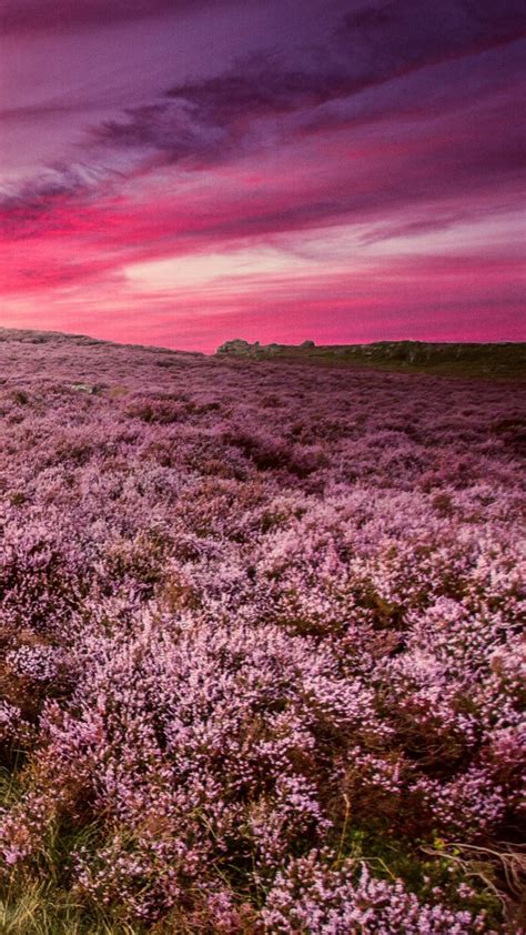 Beautiful Pink Flowers Field Under Light Pink White Clouds Sky During