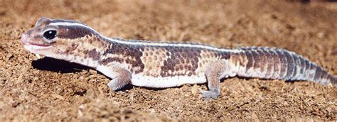 African Fat Tailed Geckos Reptiles Magazine