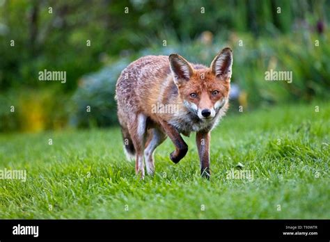 Foxes Garden Hi Res Stock Photography And Images Alamy