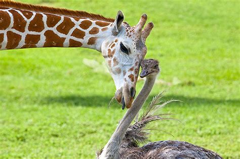 16 Unlikely Animal Friendships That Will Make You Melt Scoop Empire