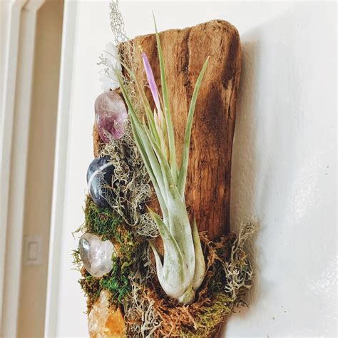 Driftwood Wall Art With Crystals And Large Air Plant Etsy