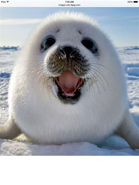This Is A Cute And Funny Baby Seal Lost In Antarctica He Is Screaming