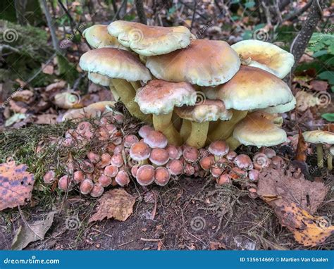 Armillaria Ostoyae Mushrooms In A Forest Stock Image Image Of Brown