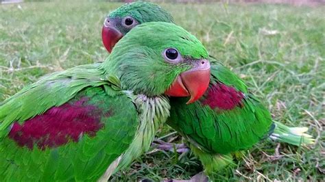 Everything You Need To Know About Baby Parrots In 2023 Bird Lover