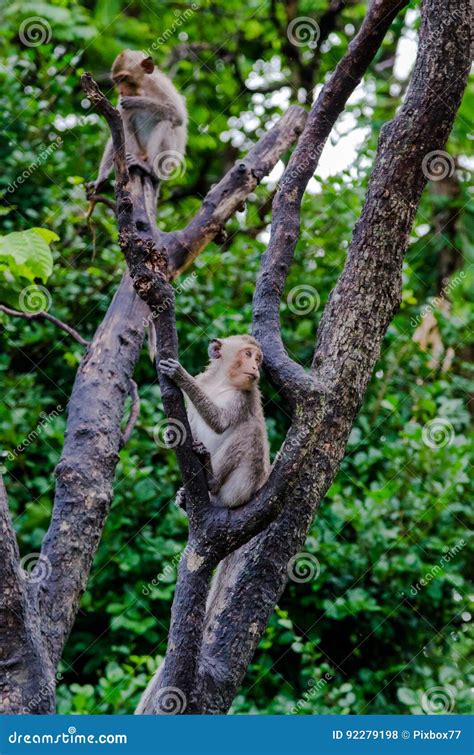 Young Monkeys Climbing On Tree Stock Photo Image Of Face Branch