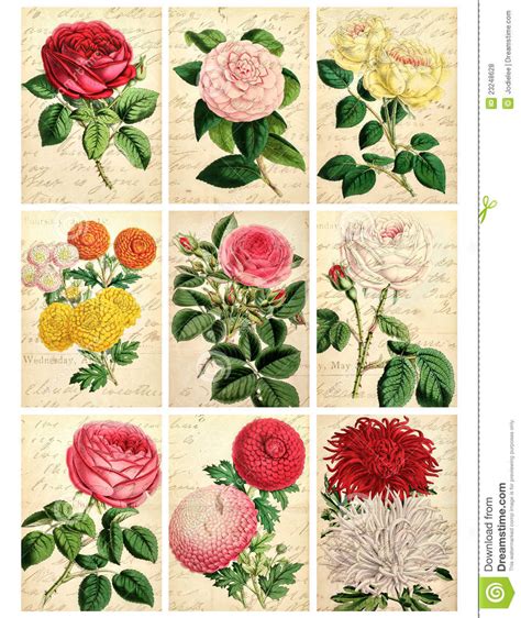 Show me a picture of flowers. Set Of Nine Shabby Vintage Floral Cards Stock Illustration ...