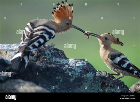Eurasian Hoopoe Upupa Epops Pair Hi Res Stock Photography And Images