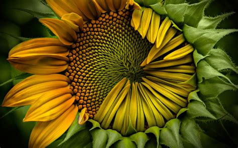 Sunflower Hd Wallpaper Background Image 1920x1200