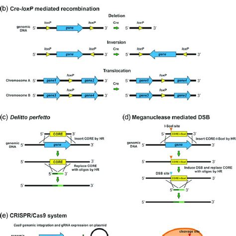 Pdf History Of Genome Editing In Yeast