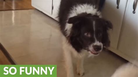 Overly Excited Dog Cant Stop Smiling Youtube