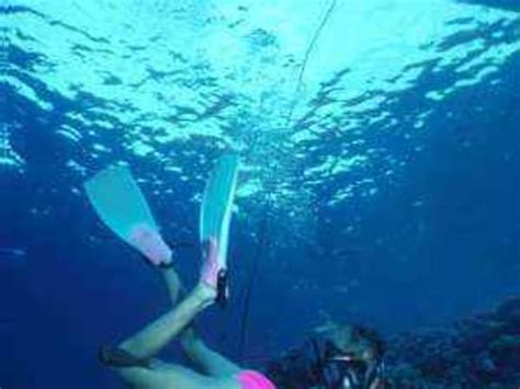 Kona Snuba Diving Cruise From Honokohau Harbor Tours Activities Fun