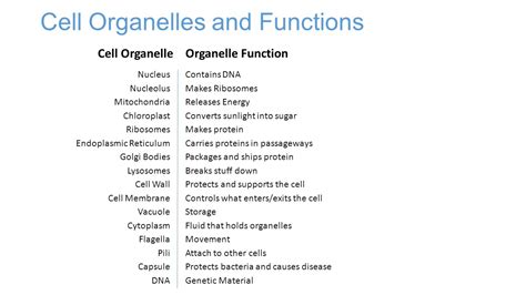 Animal Cell Organelle Functions Slideshare