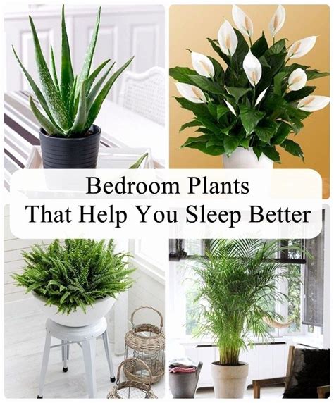 Plants For Your Bedroom New Bedroom Plants That Help You Sleep Better