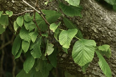 Wych Elm Leaves 4 Stock Image Image Of Closer Notice 254801569
