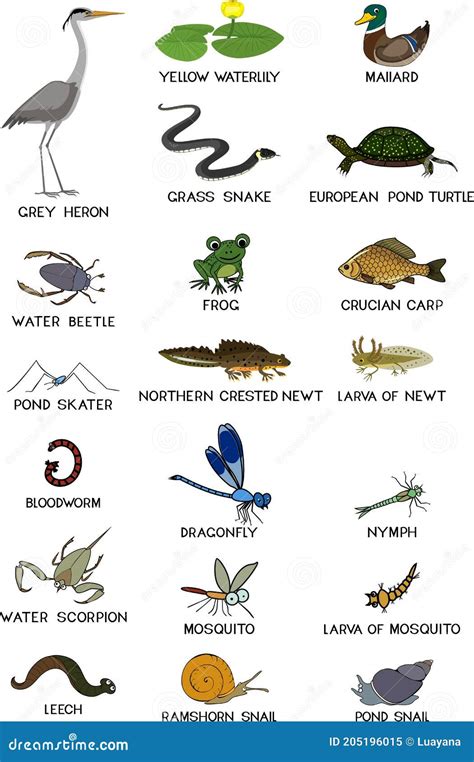 Set Of Different Animals Birds Insects Reptiles Fishes Amphibians