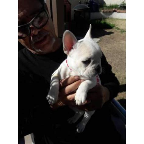 Purchasing a dog is a business transaction and a contract is a means of laying out the terms of the purchase. AKC Cream color French Bulldog puppies in Phoenix, Arizona ...