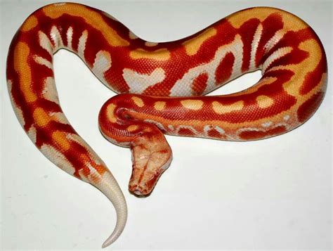 Stunning Albino Blood Python