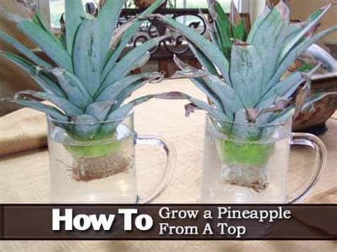 How To Grow A Pineapple Top In Water