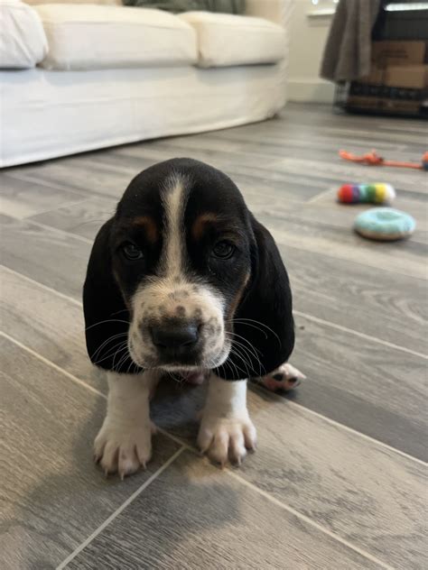Basset Hound Puppies For Sale Raleigh Nc 450145