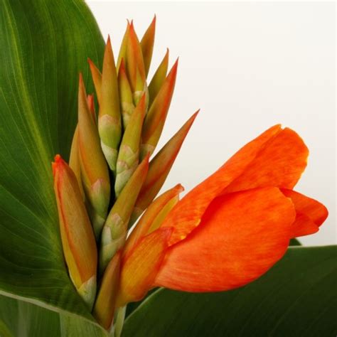 Canna Cannasol Happy Cleo — Plant Wholesale Floraccess