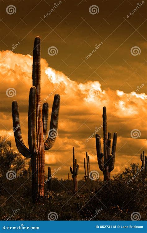 Catus Cacti In Arizona Desert Stock Photo Image Of Saguaros Arizona