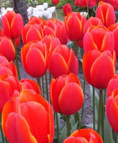 Tulip Worlds Favorite Giant Darwin Hybrids Tulips Flower Bulb
