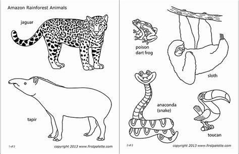Rainforest Animals Printables For Kids
