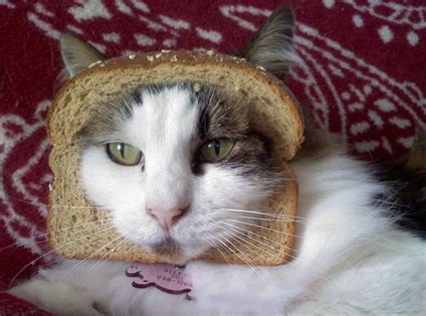 The Latest Internet Craze Pet Cats With A Slice Of Bread On Their