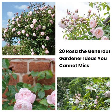 20 Rosa The Generous Gardener Ideas You Cannot Miss SharonSable